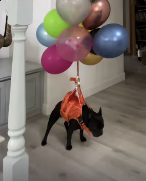 Frenchie’s second balloon flight !